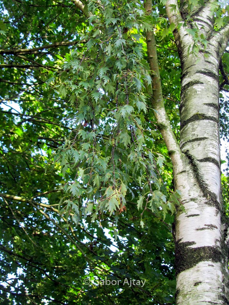 Betula pendula 'Crispa'