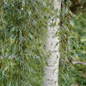 Betula pendula 'Laciniata'