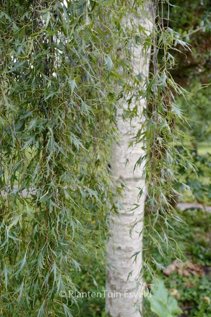 Betula pendula 'Laciniata'
