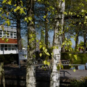 Betula pendula 'Schneverdinger Goldbirke'