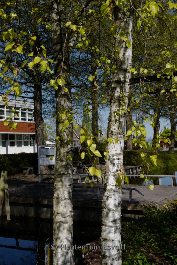 Betula pendula 'Schneverdinger Goldbirke'