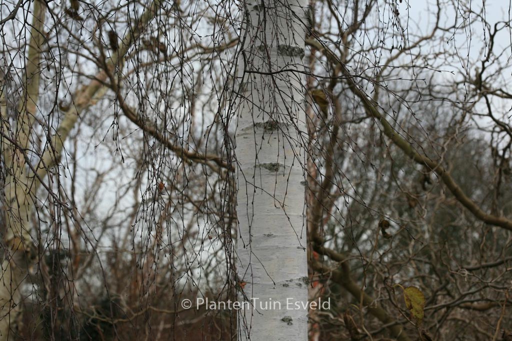 Betula pendula 'Tristis'