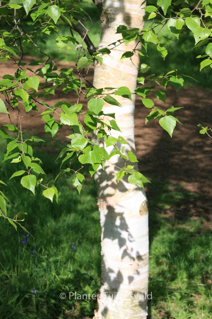 Betula populifolia