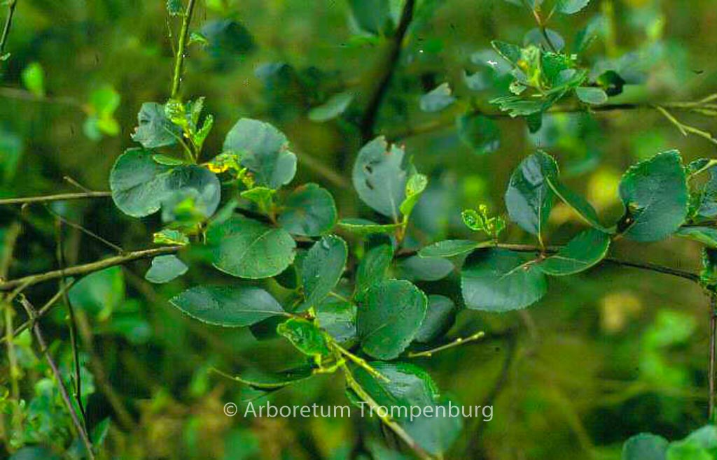 Betula pumila