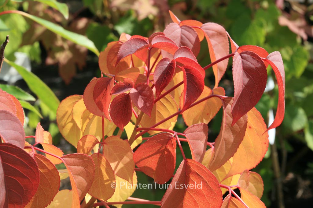 Bischofia polycarpa