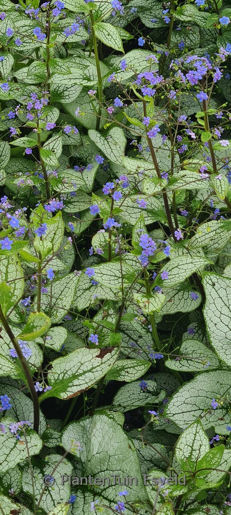 Brunnera macrophylla 'Alexandria'