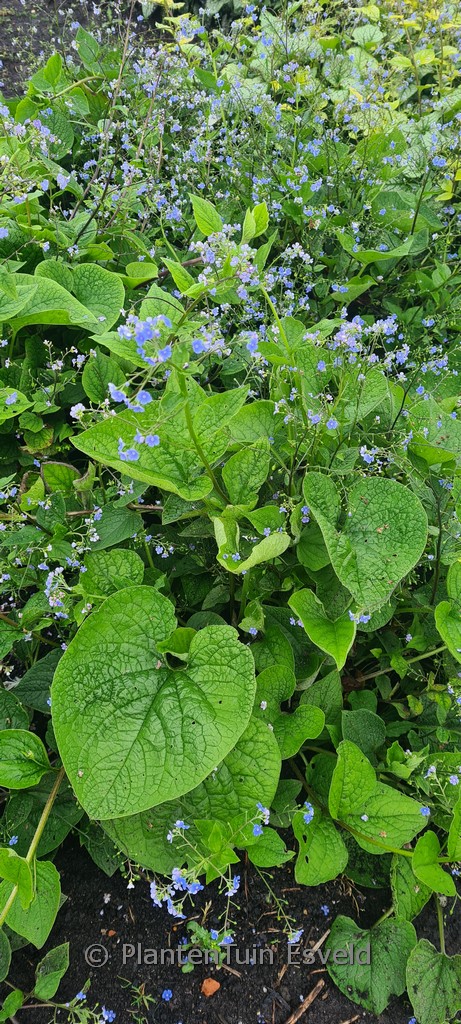 Brunnera macrophylla 'Caucasian Carpet'