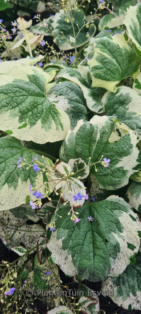 Brunnera macrophylla 'Dawson's White'