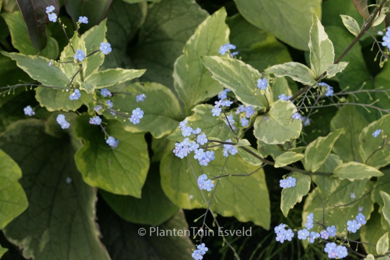 Brunnera macrophylla 'Hadspen Cream'