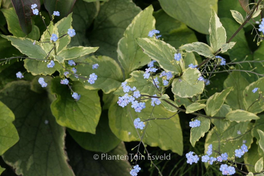 Brunnera macrophylla 'Hadspen Cream'