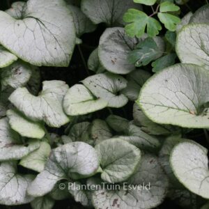Brunnera macrophylla 'Looking Glass'