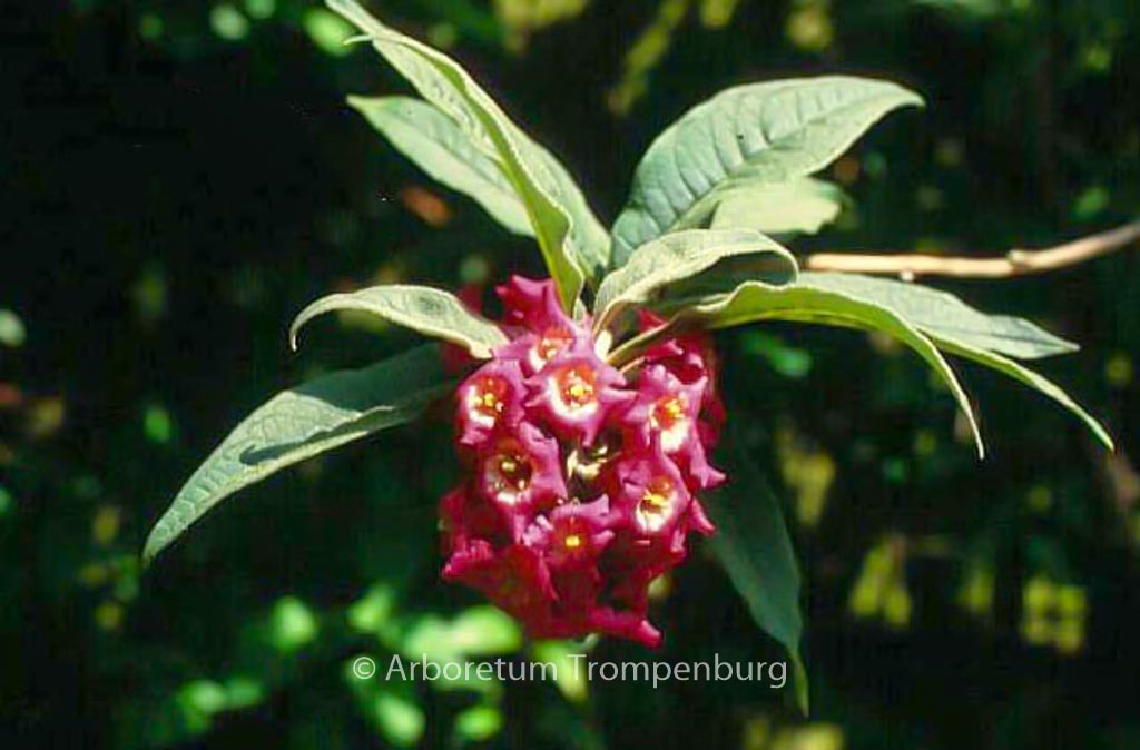 Buddleja colvilei