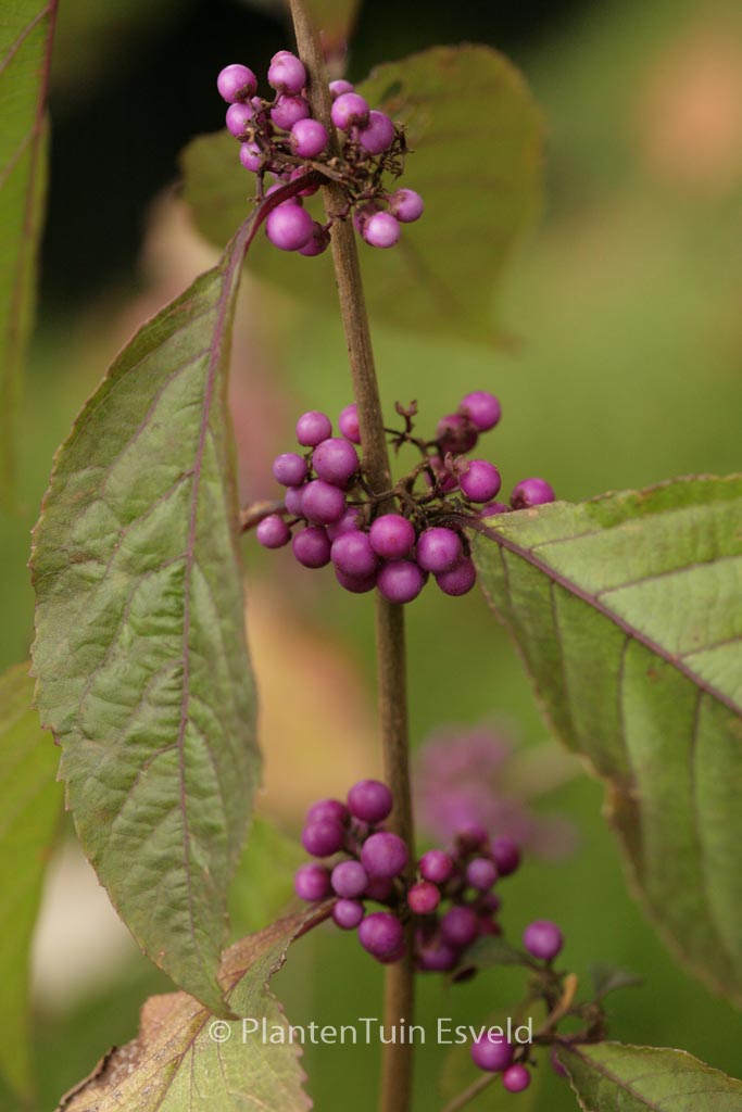 Callicarpa bodinieri 'Imperial Pearl'