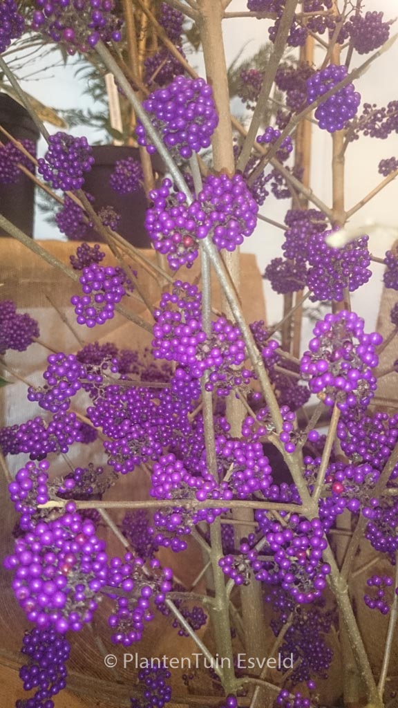 Callicarpa bodinieri 'Violetta'