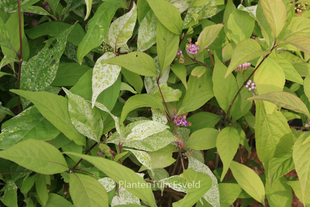 Callicarpa japonica 'Koshima no homate'