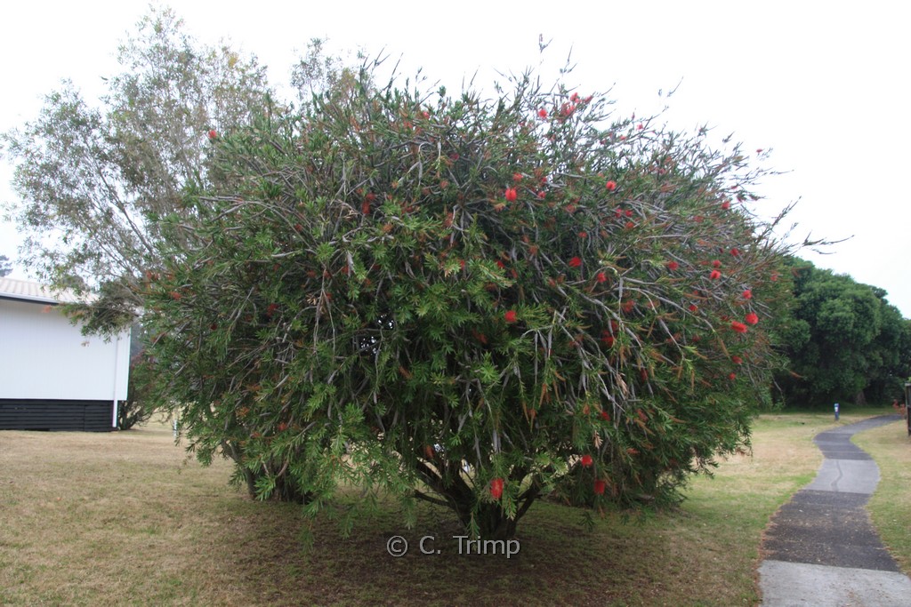 Callistemon rigidus