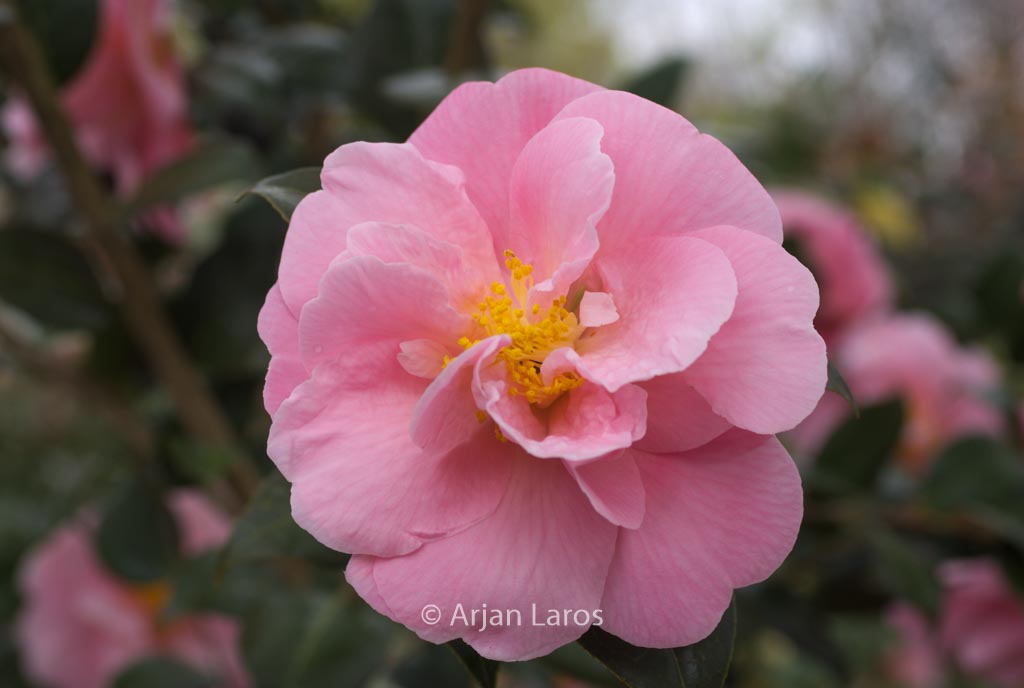 Camellia 'Arctic Dawn'