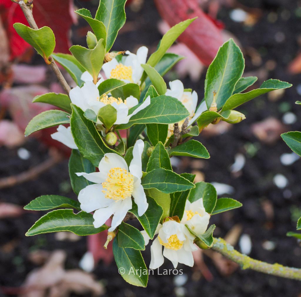Camellia brevistyla