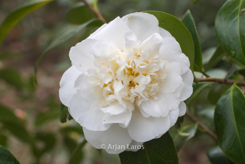 Camellia 'Cream Puff'