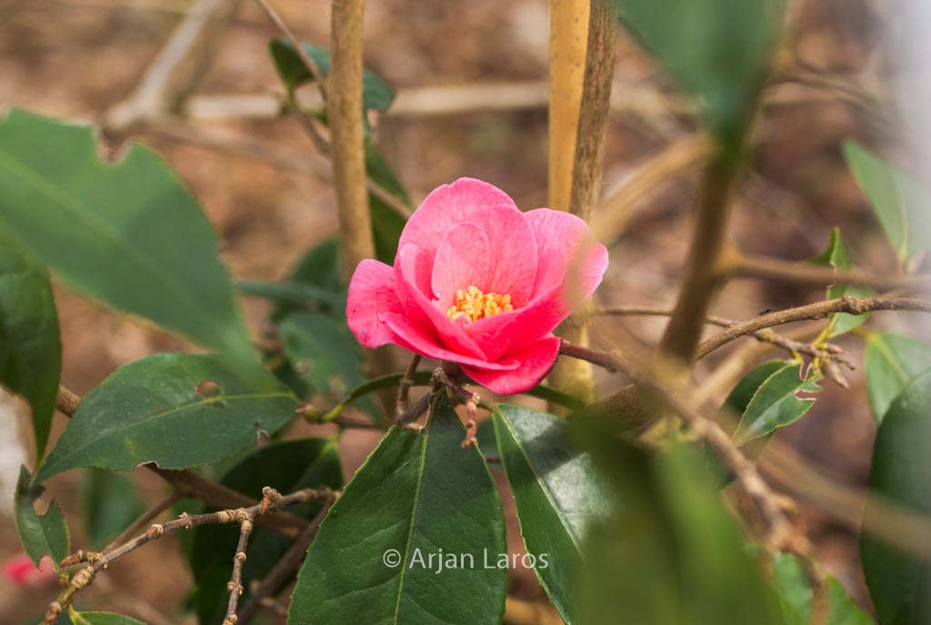 Camellia 'Crimson Candles'