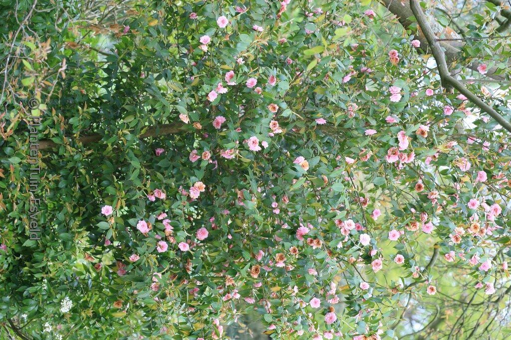 Camellia cuspidata 'Spring Festival' - Afbeelding 4