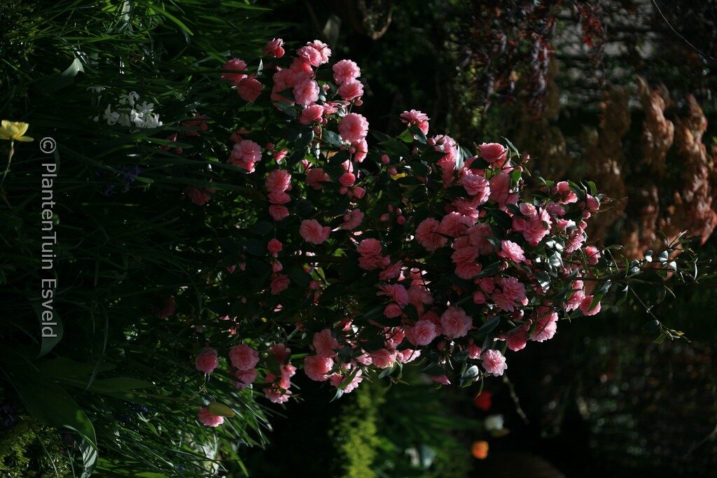 Camellia cuspidata 'Spring Festival' - Afbeelding 5