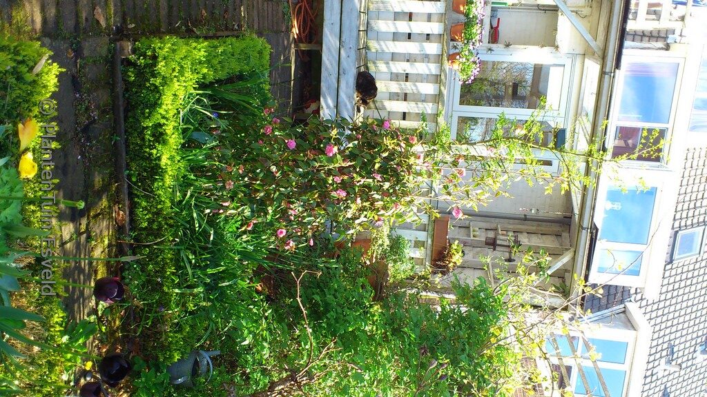 Camellia cuspidata 'Spring Festival' - Afbeelding 7