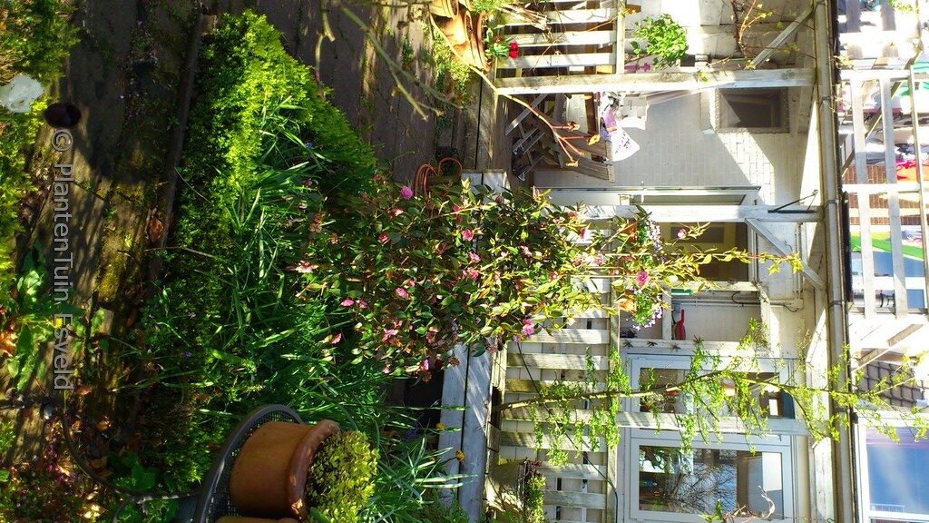 Camellia cuspidata 'Spring Festival' - Afbeelding 8