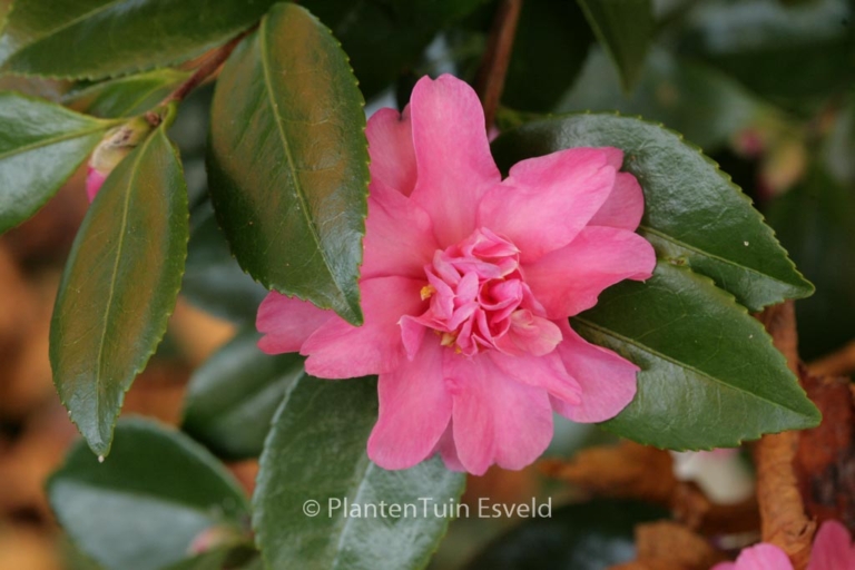 Camellia 'Frost Prince'
