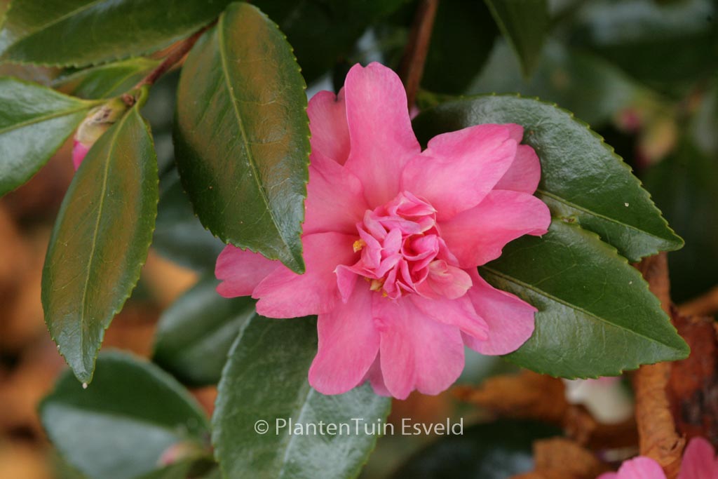 Camellia 'Frost Prince'