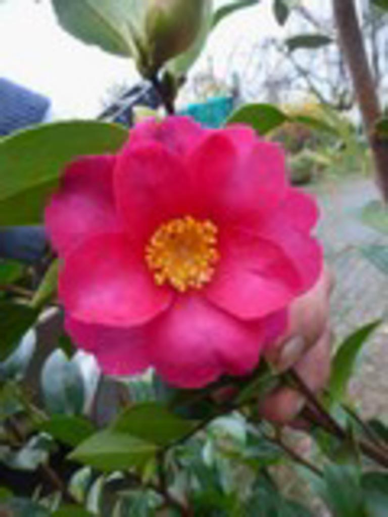 Camellia hiemalis 'Kanjiro'