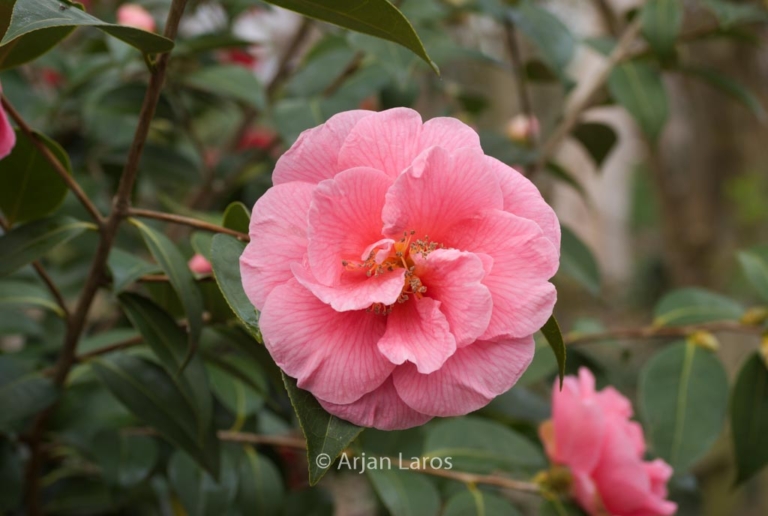 Camellia 'Ice Follies'