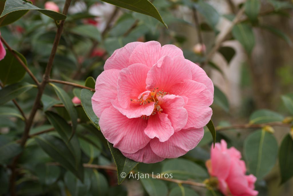 Camellia 'Ice Follies'