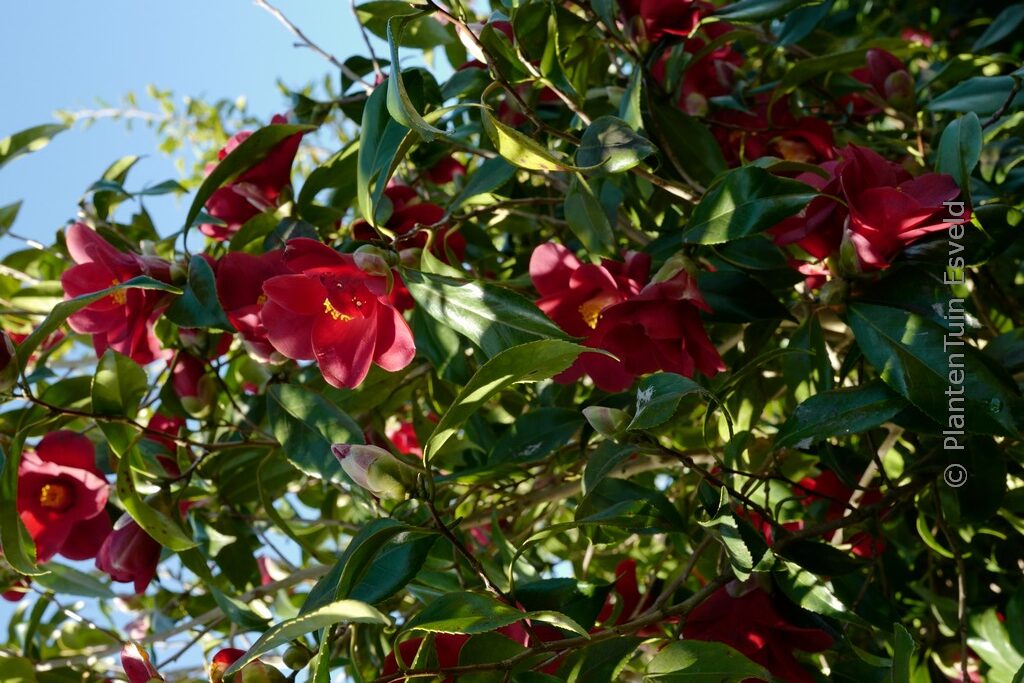 Camellia japonica 'Adeyaka' - Afbeelding 5