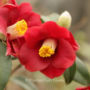 Camellia japonica 'Adeyaka'