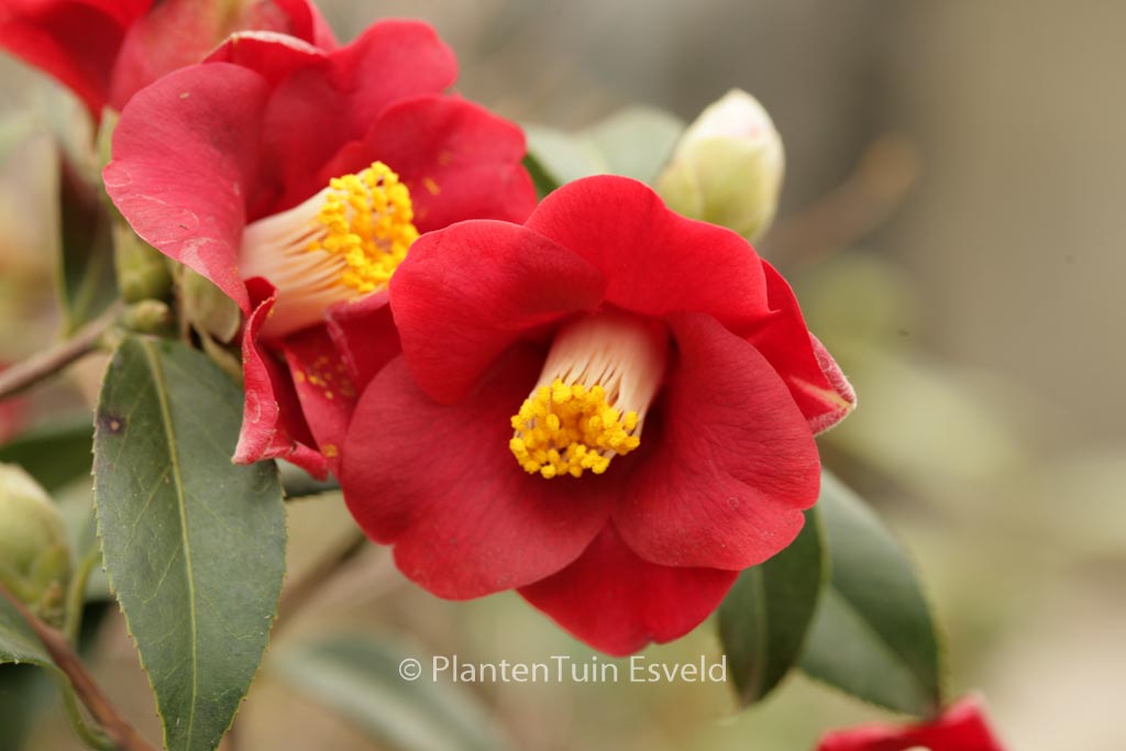 Camellia japonica 'Adeyaka'