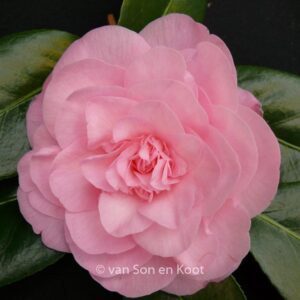 Camellia japonica 'Betty Ridley'