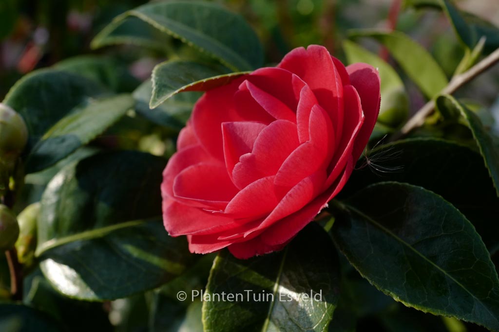 Camellia japonica 'Black Tie'