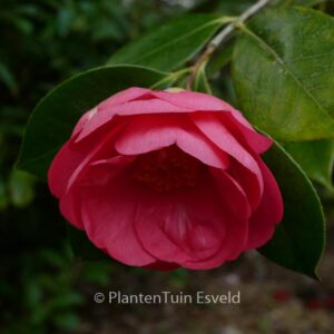 Camellia japonica 'Drama Girl'