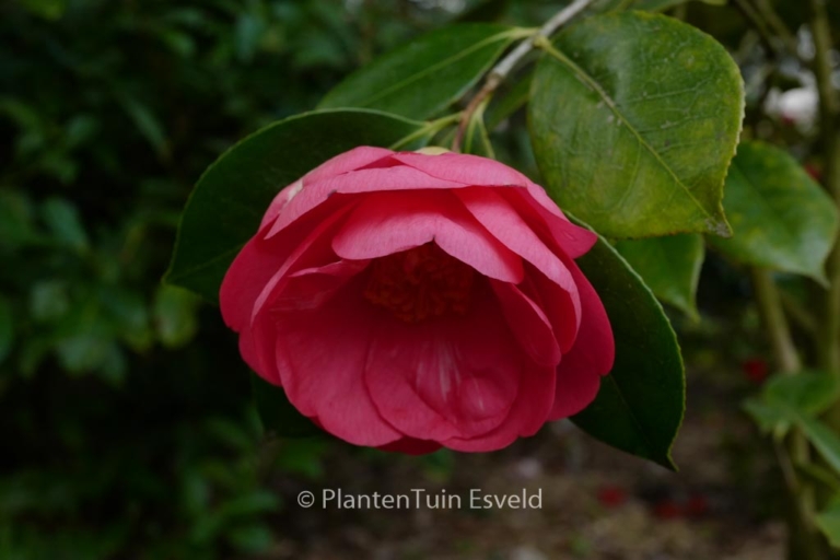 Camellia japonica 'Drama Girl'