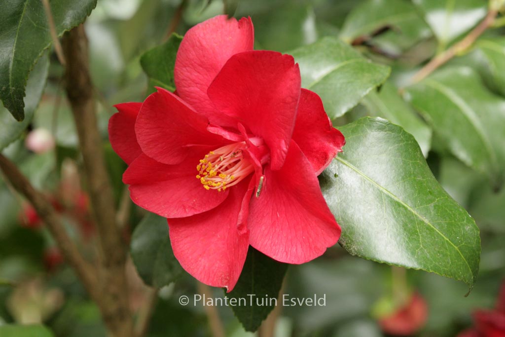 Camellia japonica 'Fred Sander'