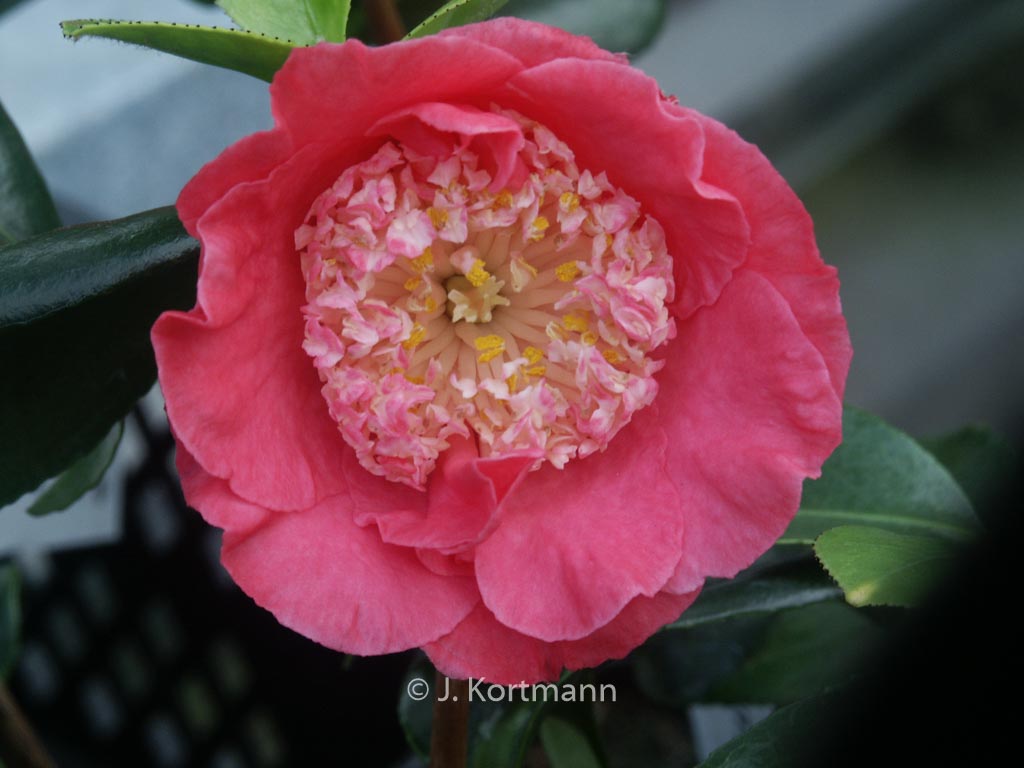 Camellia japonica 'Hi-no-tsuri'