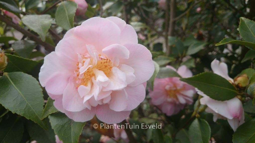 Camellia japonica 'High Fragrance'