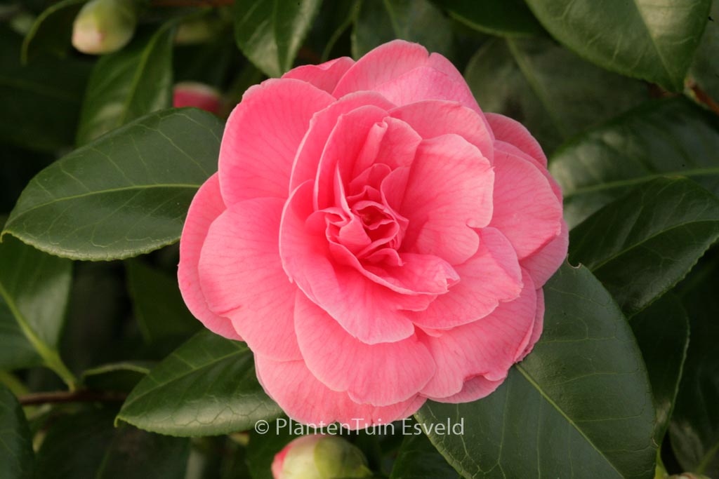 Camellia japonica 'Jerry Hill'