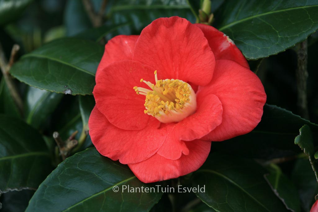 Camellia japonica 'Jupiter'