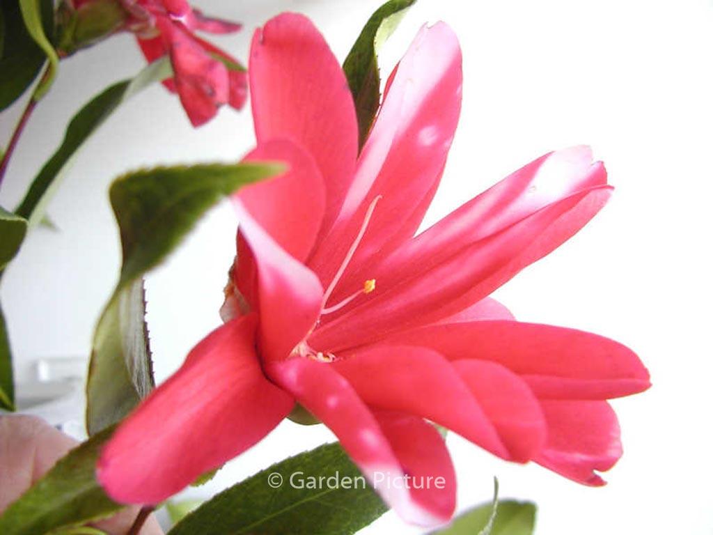 Camellia japonica 'Kujaku-tsubaki'