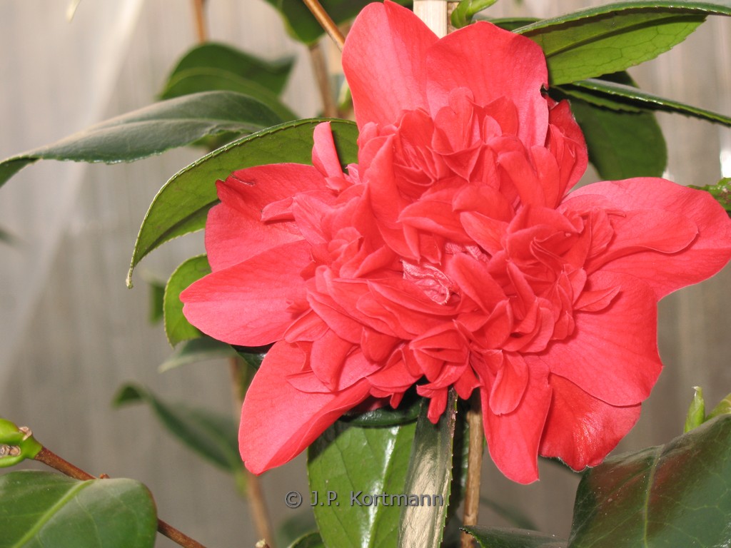 Camellia japonica 'Mark Alan'