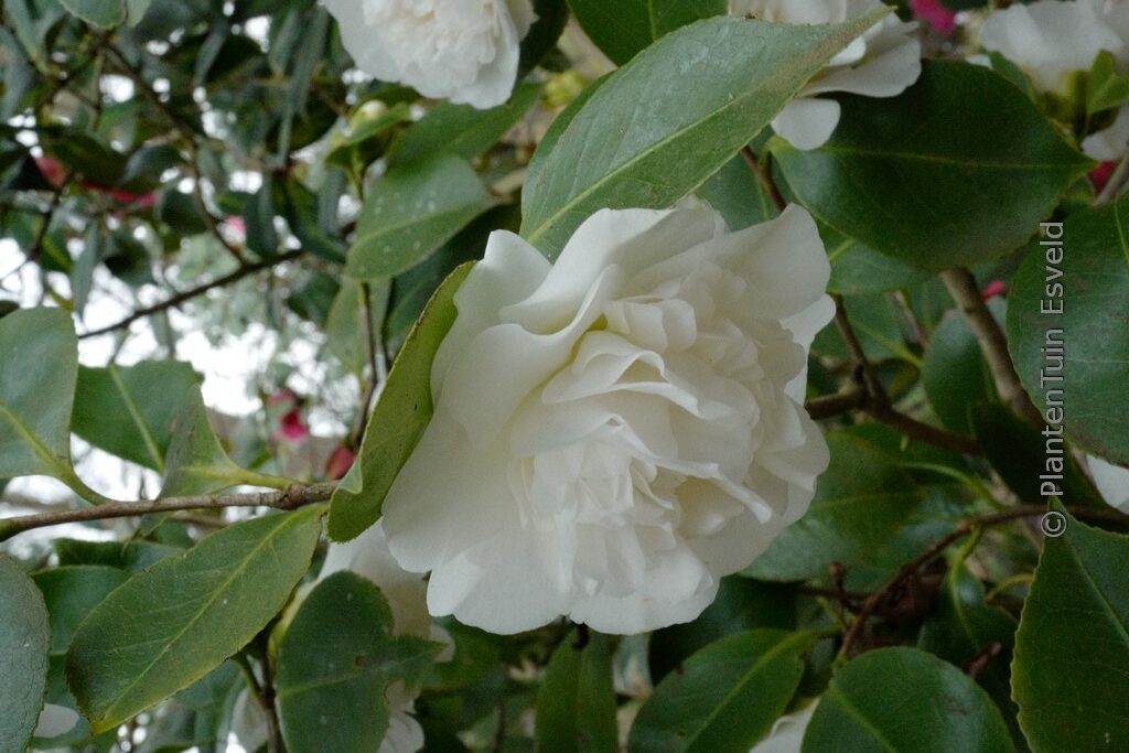 Camellia japonica 'Powder Puff'
