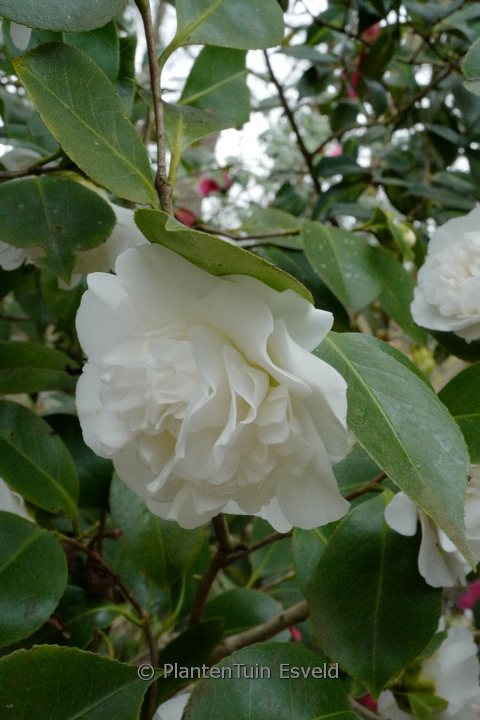 Camellia japonica 'Powder Puff'