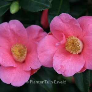 Camellia japonica 'Rosemary Williams'